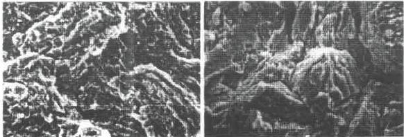 1523239995291735.jpg 15.jpg